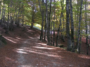 bosque