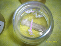 Resultado de experimento: Tiza y el vinagre.