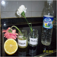 Experimentamos con las plantas. Una flor la  introducimos en zumo de limón y otra en agua.