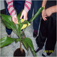 Experimentamos con las plantas y el vinagre.