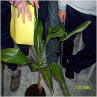 Limpiamos las hojas de la planta con agua y vinagre.