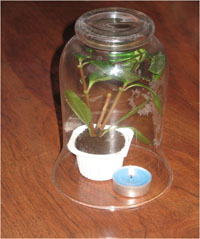 La vela y la planta dentro de la campana, comprobamos el tiempo que tarda en apagarse la vela.