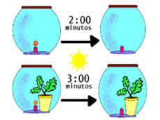 Experimento con luz: Comprobamos el tiempo en que tarda en apagarse la vela dentro de la campana, y el tiempo que tarda en apagarse con la planta.