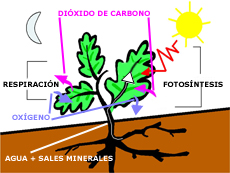 La fotosíntesis y la respiración de las plantas.